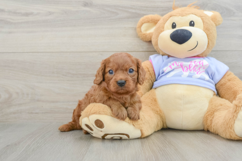 Meet Alberto - our Cavapoo Puppy Photo 1/3 - Premier Pups