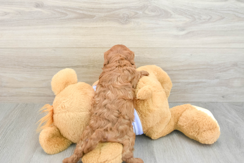 Meet Alberto - our Cavapoo Puppy Photo 2/3 - Premier Pups