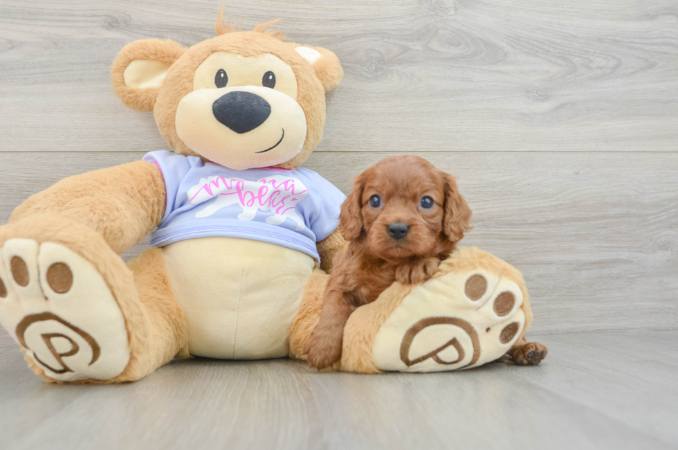 5 week old Cavalier King Charles Spaniel Puppy For Sale - Premier Pups