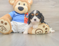 5 week old Cavalier King Charles Spaniel Puppy For Sale - Premier Pups