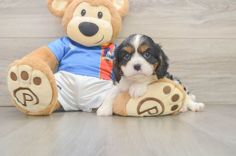 6 week old Cavalier King Charles Spaniel Puppy For Sale - Premier Pups