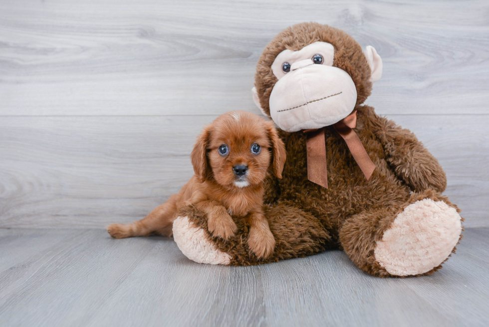 Fluffy Cavalier King Charles Spaniel Purebred Puppy