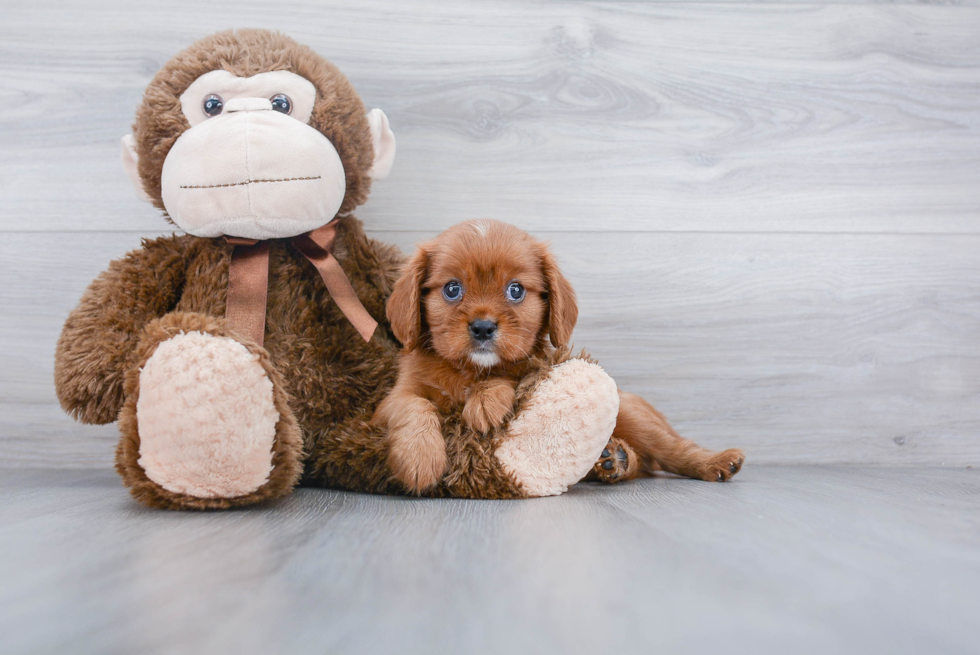 Playful Cavalier King Charles Spaniel Purebred Pup