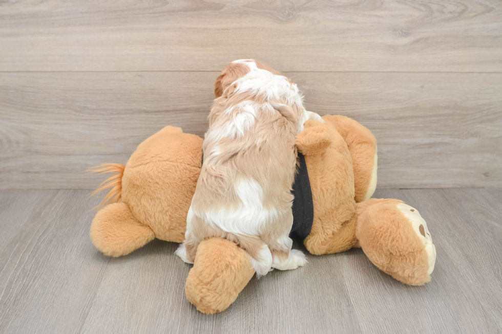 Adorable Cavalier Purebred Puppy