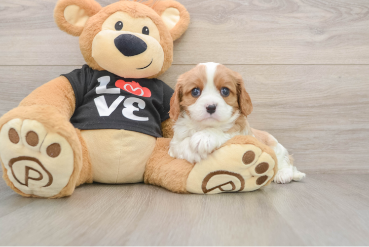 Cavalier King Charles Spaniel Pup Being Cute
