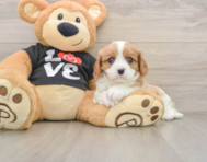 5 week old Cavalier King Charles Spaniel Puppy For Sale - Premier Pups