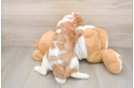 Cavalier King Charles Spaniel Pup Being Cute