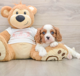 5 week old Cavalier King Charles Spaniel Puppy For Sale - Premier Pups