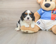 5 week old Cavalier King Charles Spaniel Puppy For Sale - Premier Pups