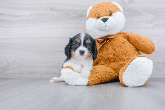 Cavalier King Charles Spaniel Puppy for Adoption