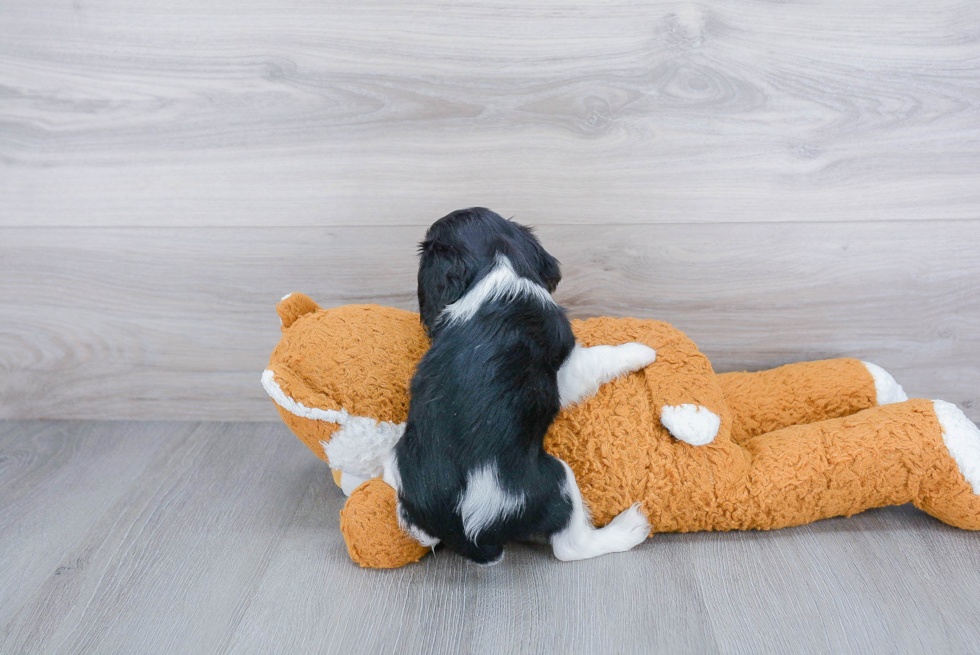 Energetic Cavalier King Charles Spaniel Purebred Puppy