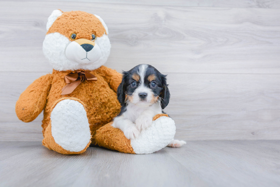 Popular Cavalier King Charles Spaniel Baby