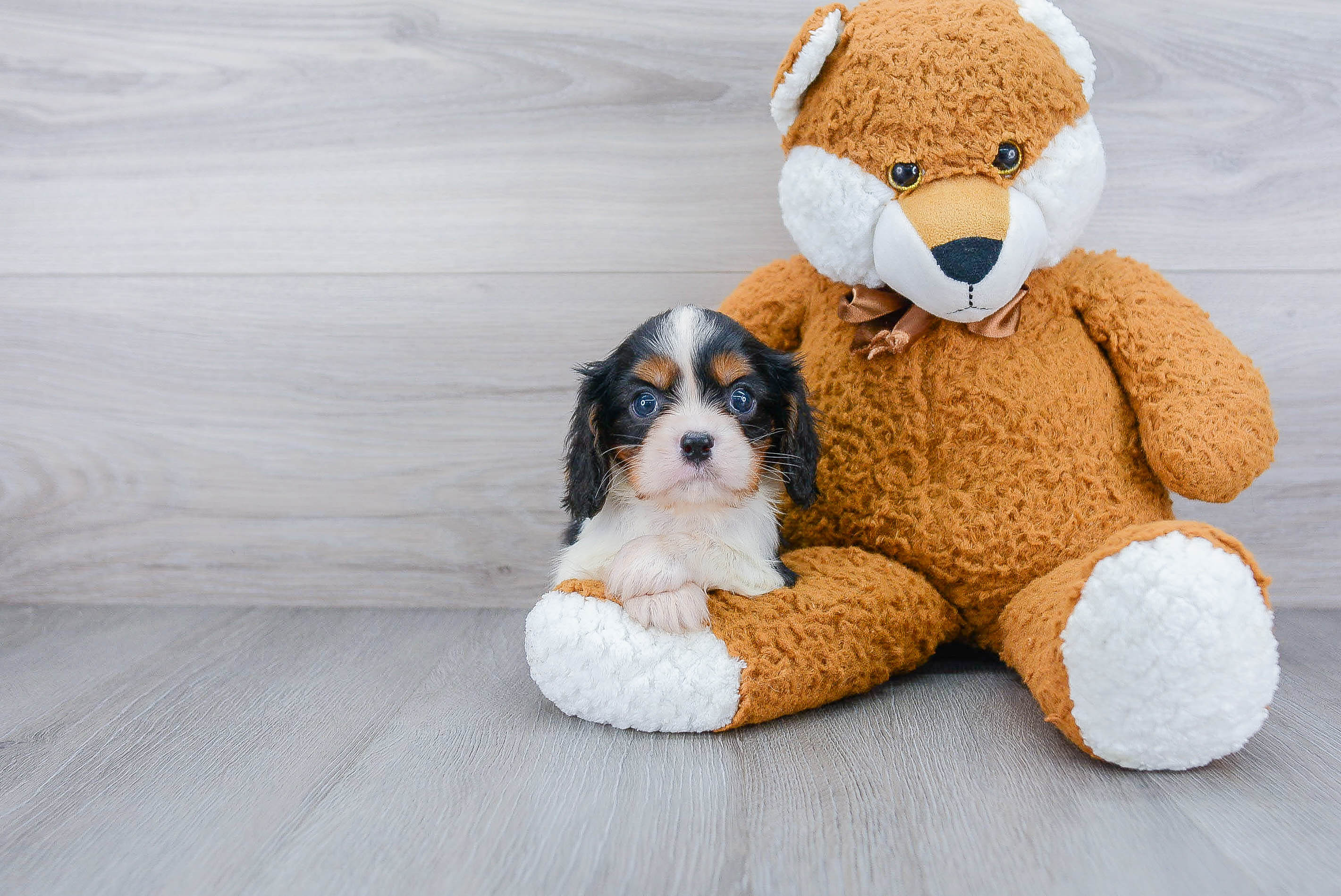 Cavalier King Charles Spaniel Pup Being Cute