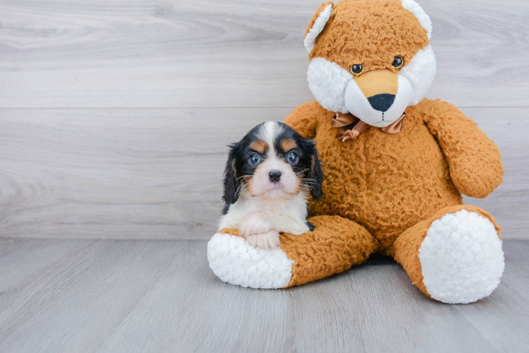 Cavalier King Charles Spaniel Pup Being Cute