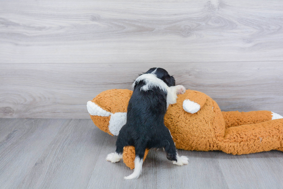 Akc Registered Cavalier King Charles Spaniel Purebred Pup