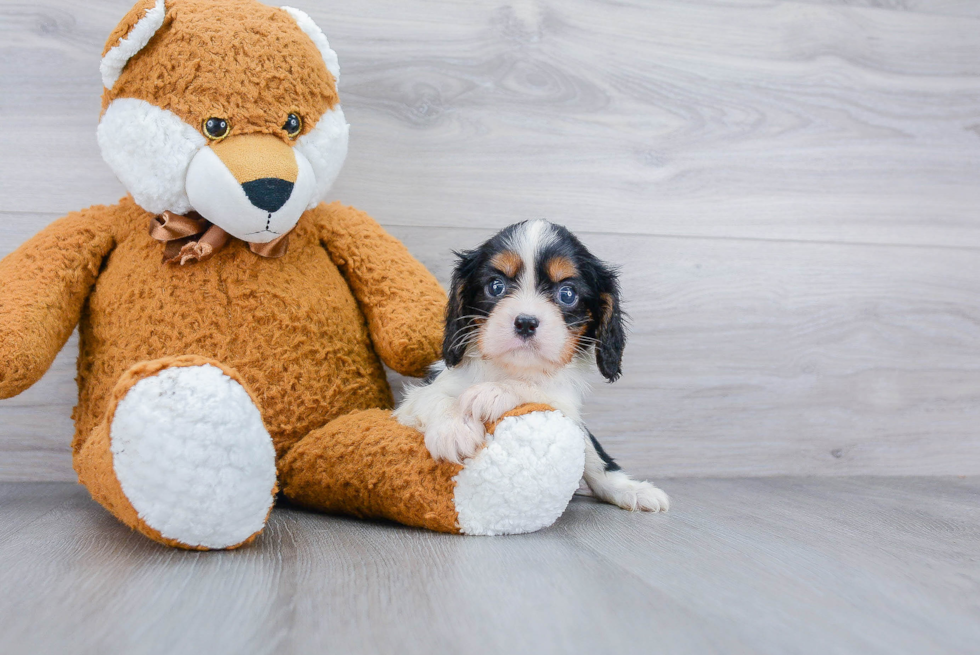 Best Cavalier King Charles Spaniel Baby