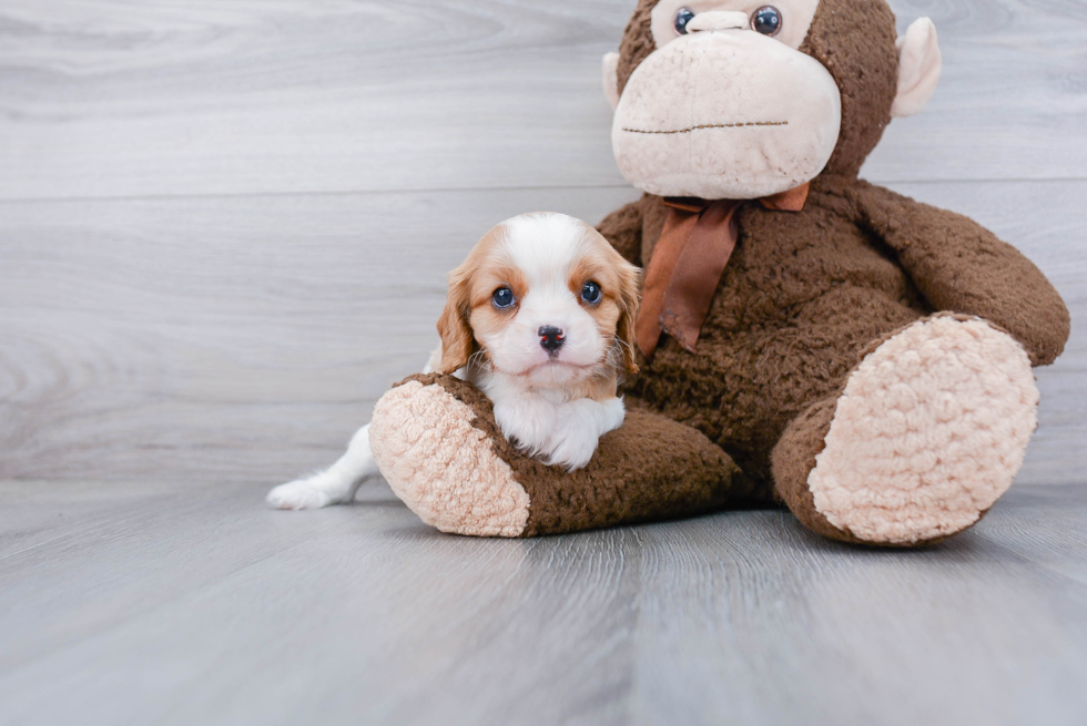 Smart Cavalier King Charles Spaniel Purebred Puppy