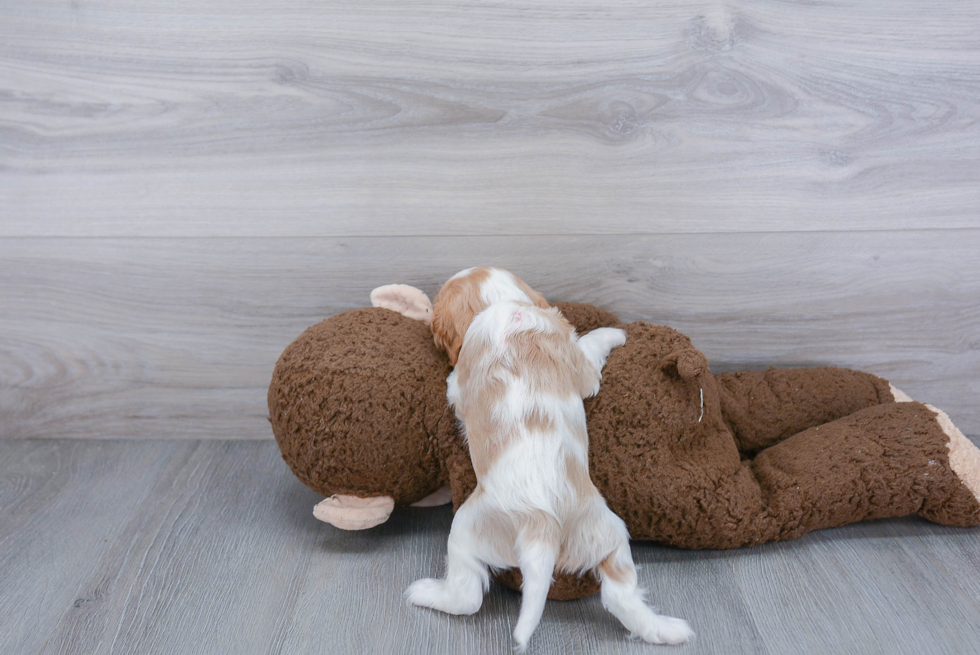 Cute Cavalier King Charles Spaniel Purebred Puppy