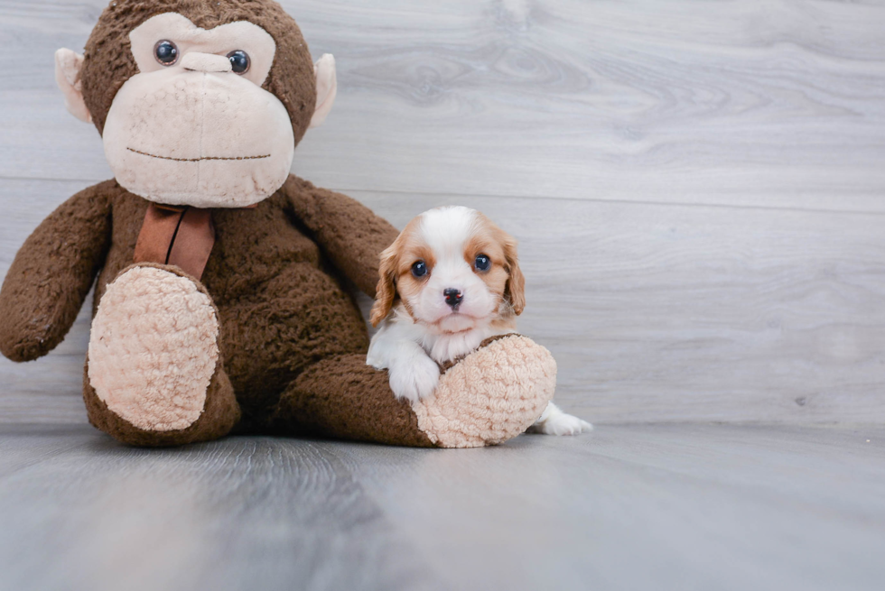 Hypoallergenic Cavalier King Charles Spaniel Purebred Pup