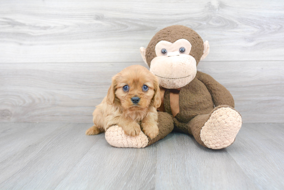 Cavalier King Charles Spaniel Puppy for Adoption