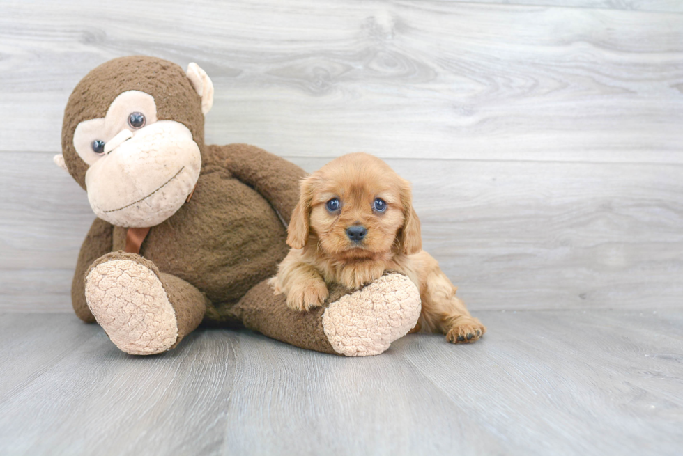 Best Cavalier King Charles Spaniel Baby