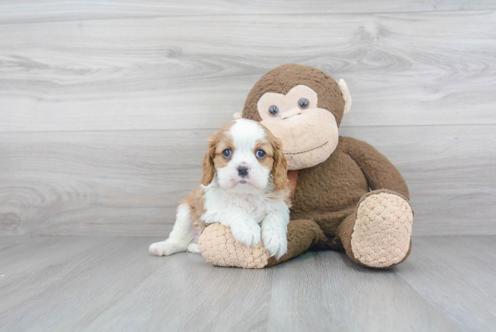 Cavalier King Charles Spaniel Pup Being Cute