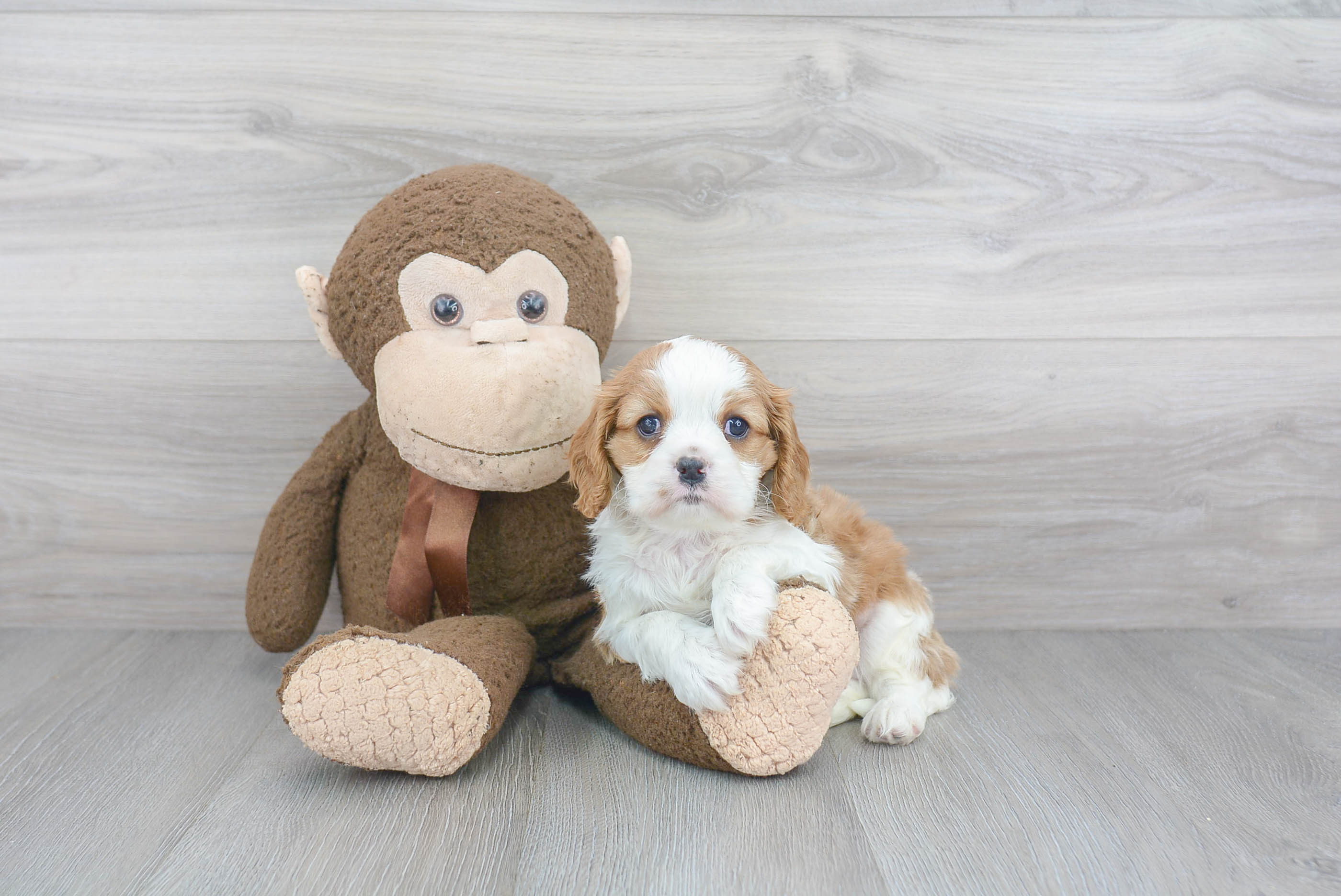 Cavalier King Charles Spaniel Pup Being Cute
