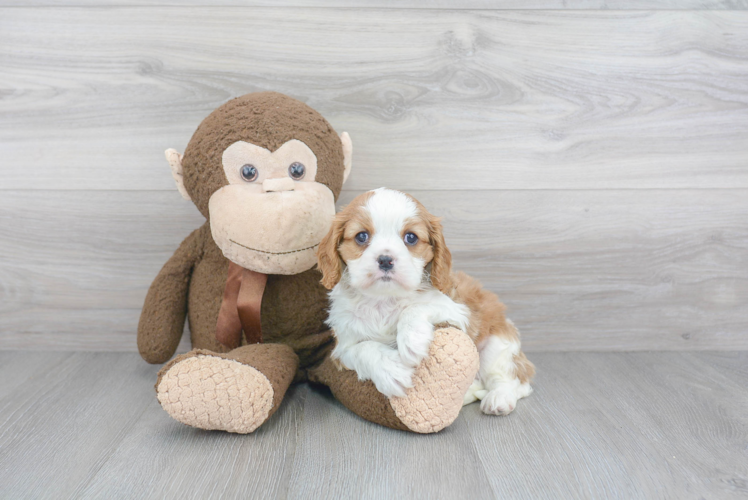 Cavalier King Charles Spaniel Pup Being Cute