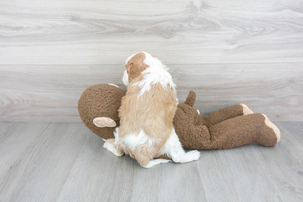 Friendly Cavalier King Charles Spaniel Baby
