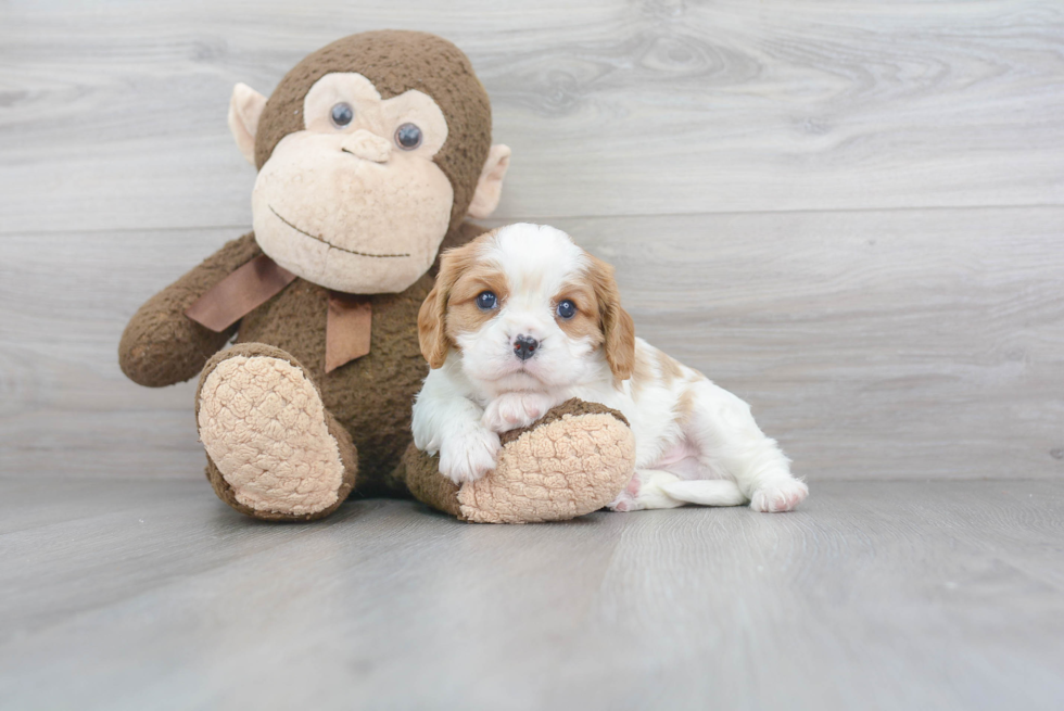 Hypoallergenic Cavalier King Charles Spaniel Baby