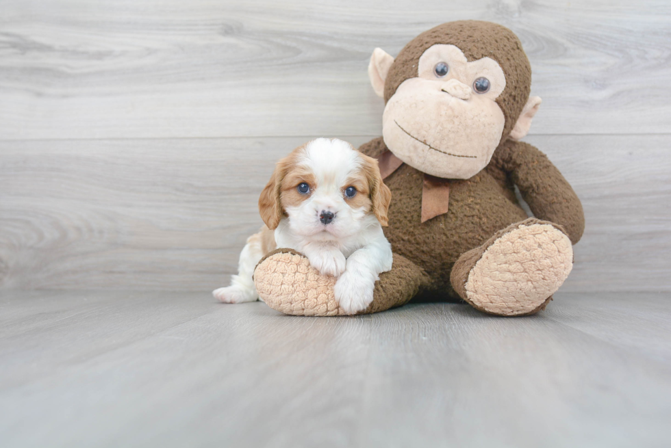 Energetic Cavalier King Charles Spaniel Purebred Puppy