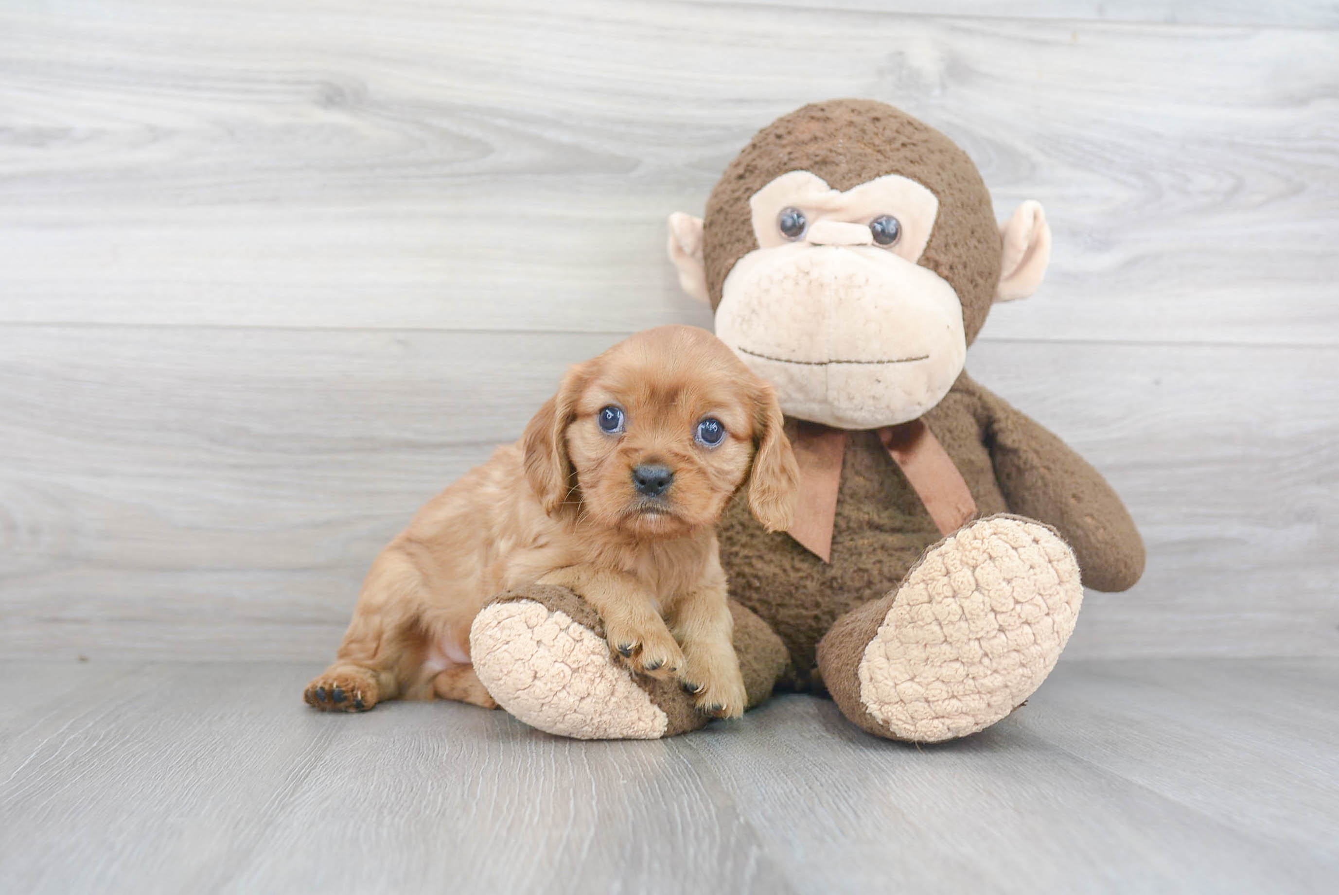 Playful Cavalier King Charles Spaniel Baby