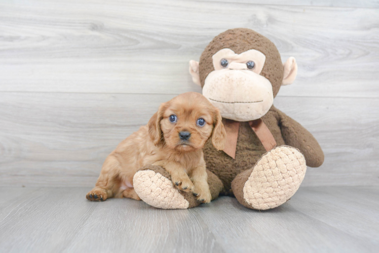 Playful Cavalier King Charles Spaniel Baby