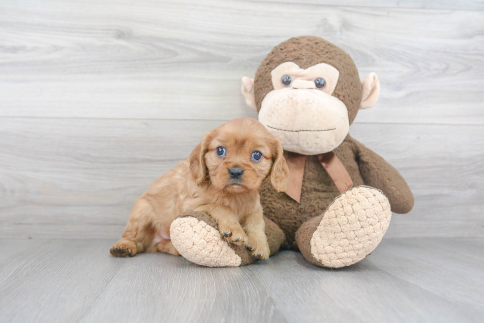 Playful Cavalier King Charles Spaniel Baby