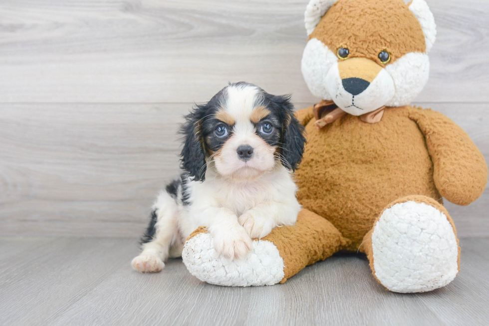 Cavalier King Charles Spaniel Pup Being Cute