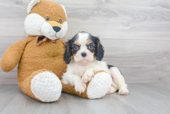 Best Cavalier King Charles Spaniel Baby