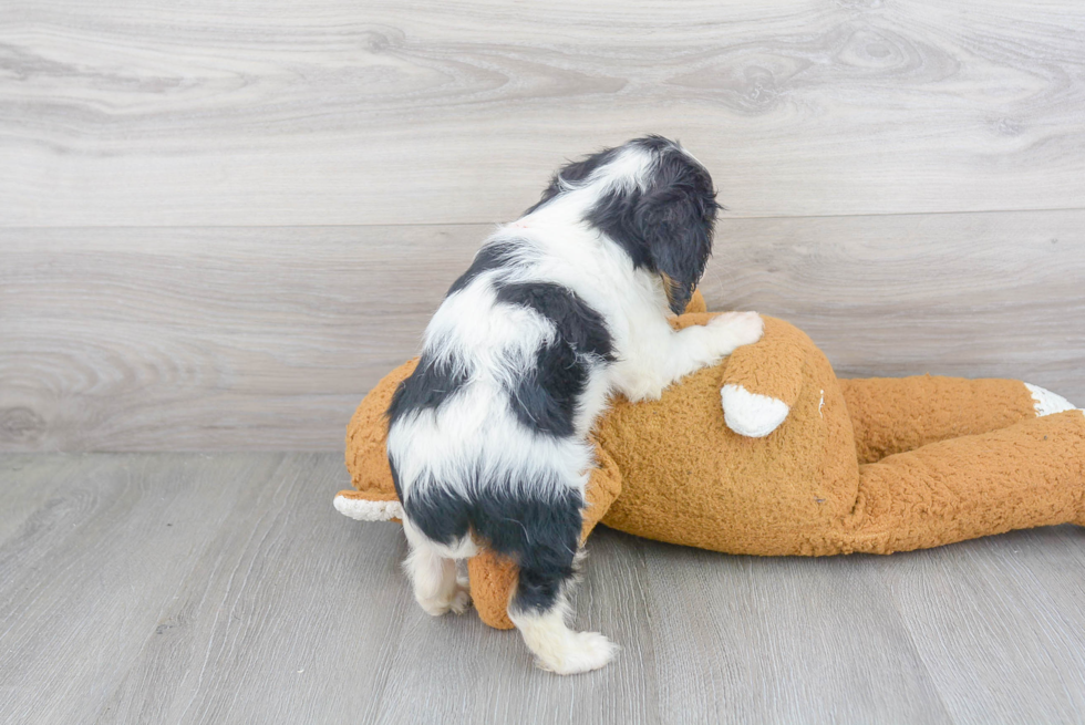 Best Cavalier King Charles Spaniel Baby