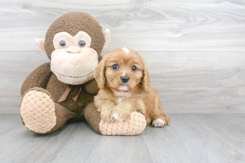 Popular Cavalier King Charles Spaniel Purebred Pup