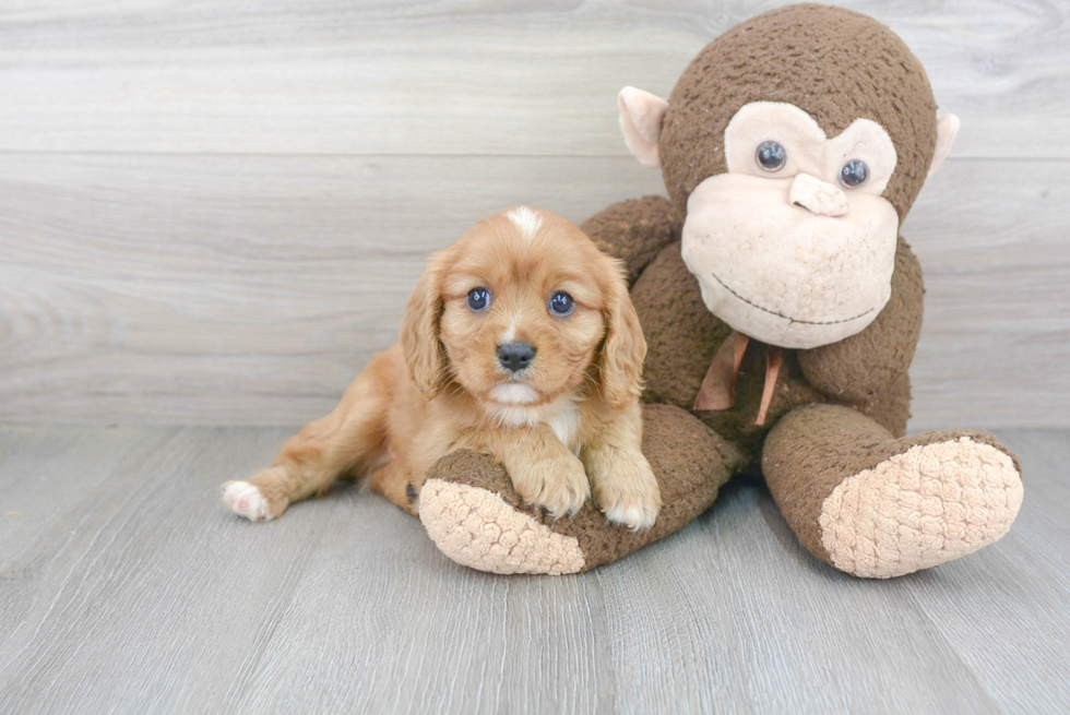 Akc Registered Cavalier King Charles Spaniel Purebred Pup