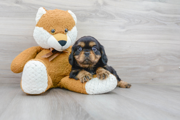 Akc Registered Cavalier King Charles Spaniel Purebred Pup