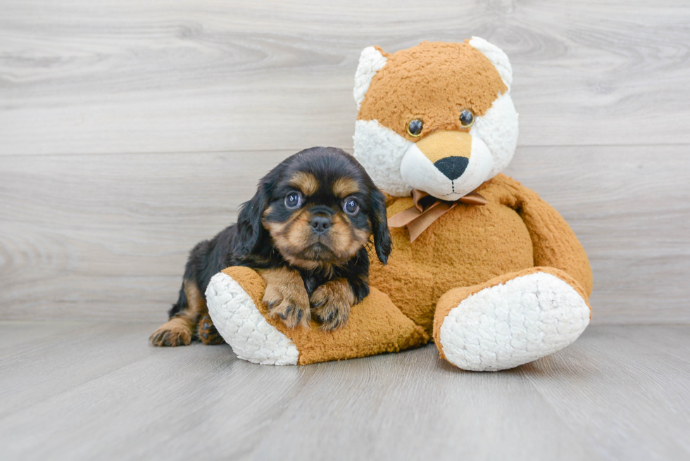 Best Cavalier King Charles Spaniel Baby