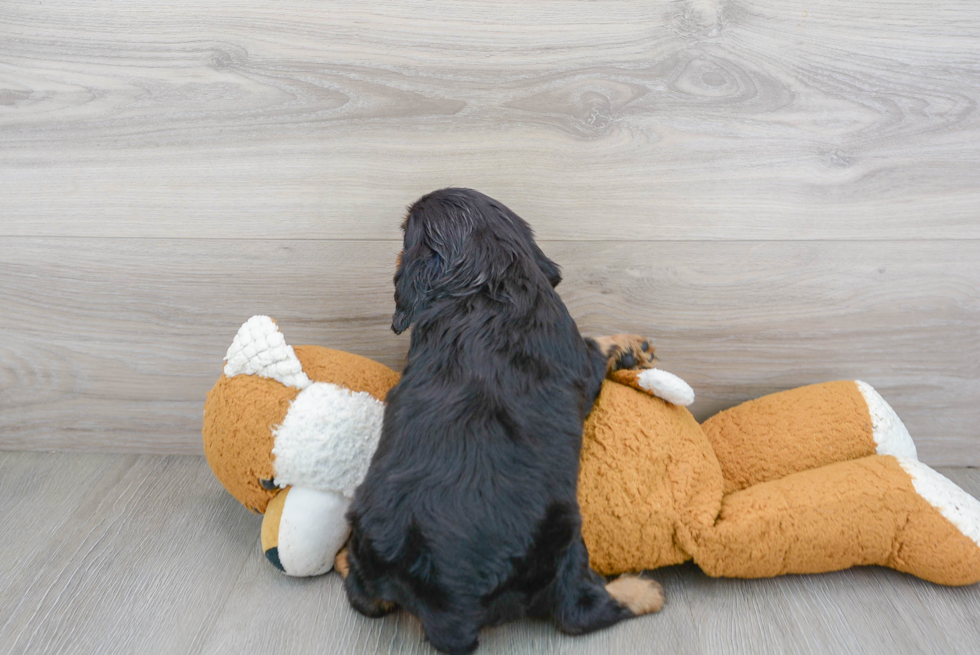 Akc Registered Cavalier King Charles Spaniel Purebred Pup