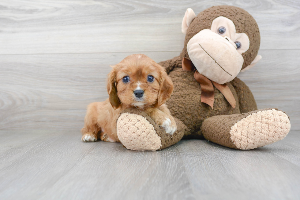 Cavalier King Charles Spaniel Pup Being Cute