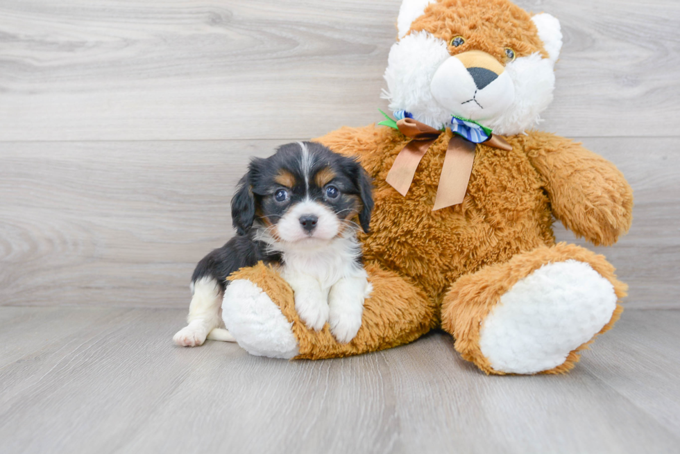 Best Cavalier King Charles Spaniel Baby