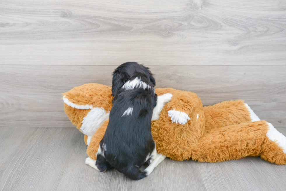 Cavalier King Charles Spaniel Pup Being Cute