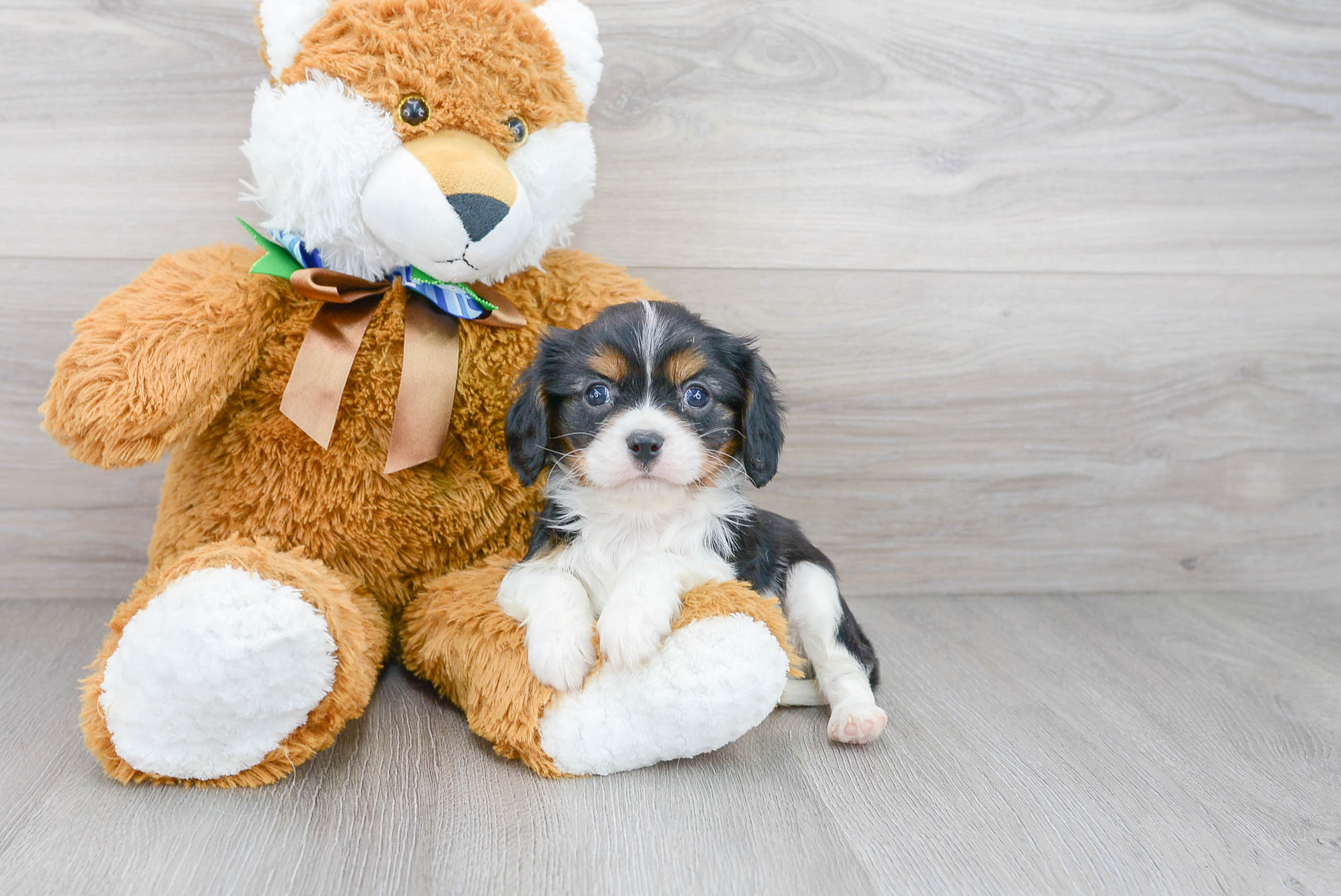 Shops smallest cavalier king charles spaniel