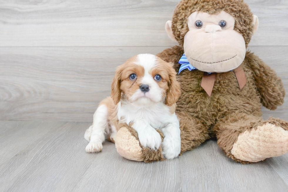 Cavalier King Charles Spaniel Pup Being Cute