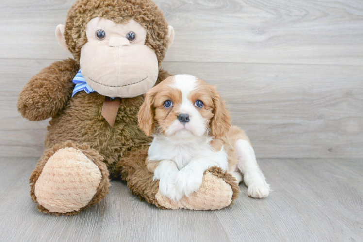 Friendly Cavalier King Charles Spaniel Purebred Pup