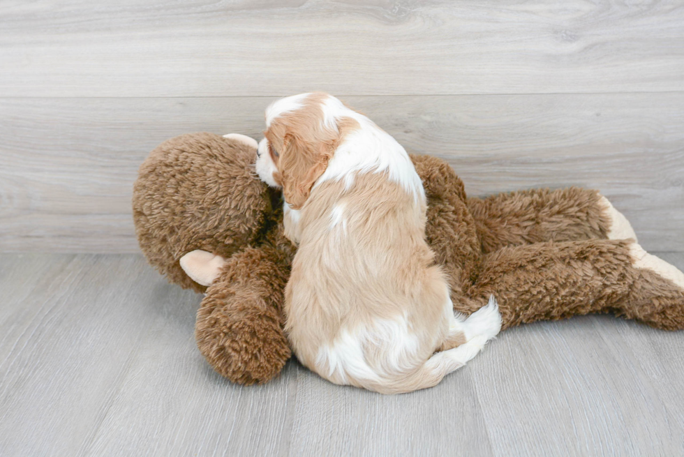 Best Cavalier King Charles Spaniel Baby