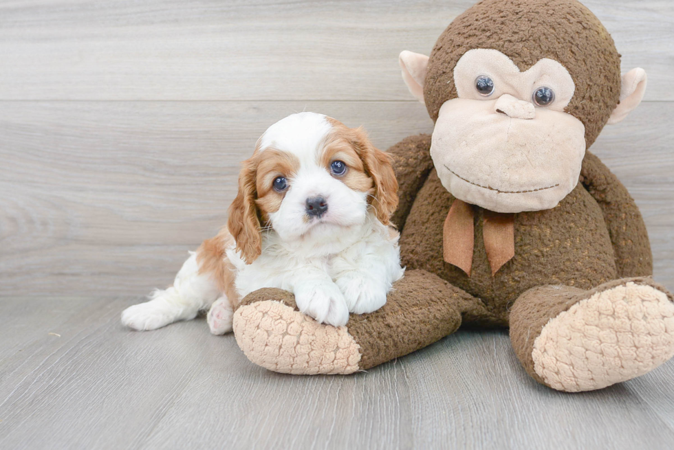 Cavalier King Charles Spaniel Pup Being Cute